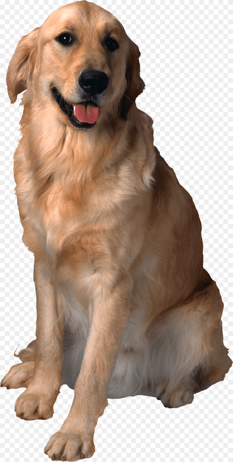 Dog, Animal, Canine, Golden Retriever, Mammal Free Png Download