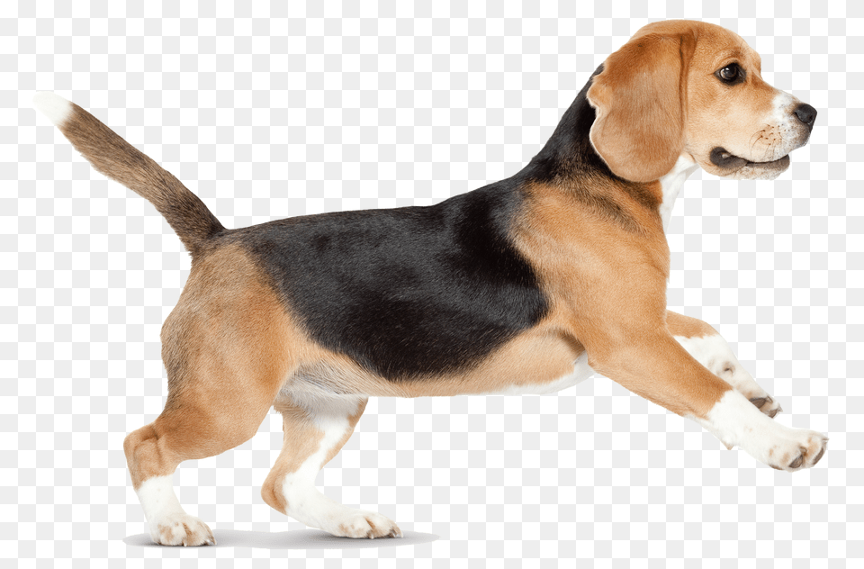 Dog, Animal, Beagle, Canine, Hound Free Transparent Png