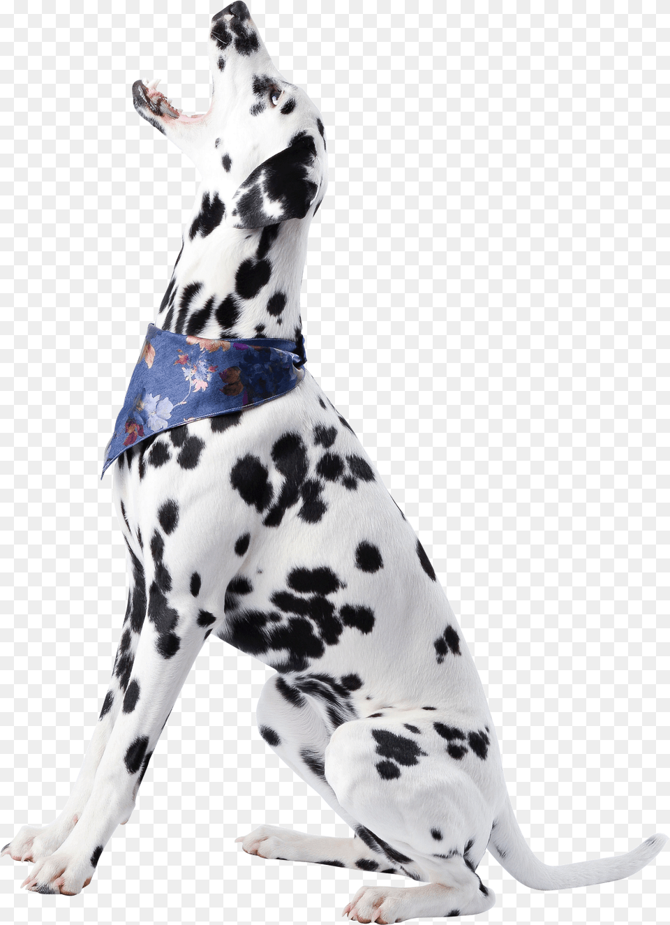 Dog, Animal, Canine, Mammal, Pet Png