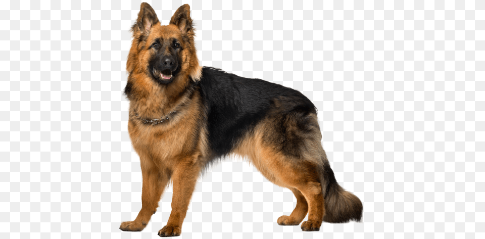 Dog, Animal, Canine, German Shepherd, Mammal Png