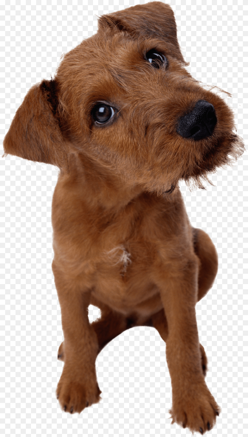 Dog, Animal, Canine, Mammal, Pet Png Image