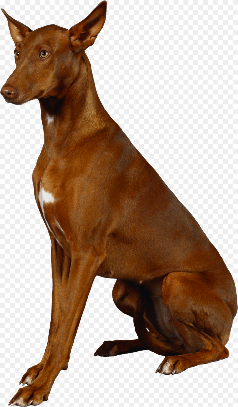 Dog, Animal, Canine, Mammal, Pet Free Transparent Png