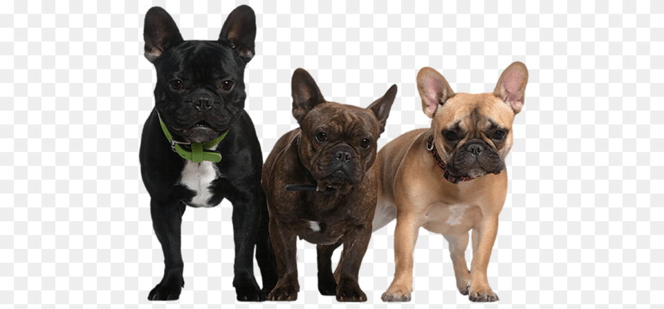 Dog, Animal, Bulldog, Canine, French Bulldog Png Image