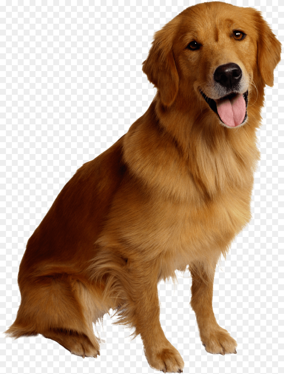 Dog Free Transparent Png