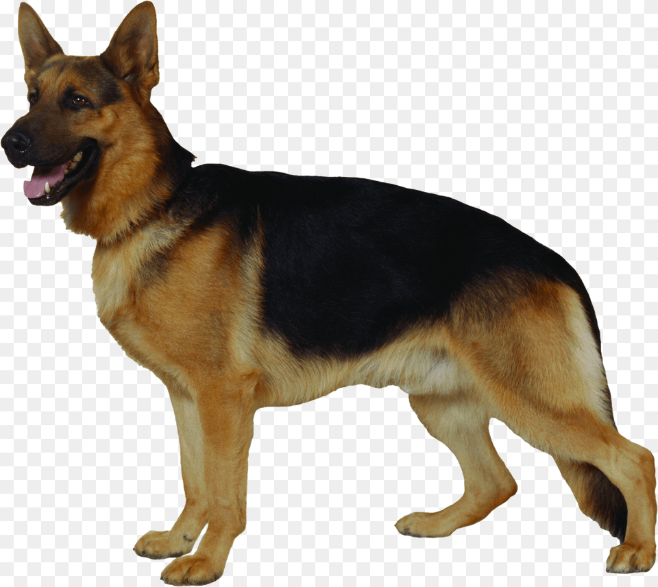 Dog, Animal, Canine, German Shepherd, Mammal Free Png Download
