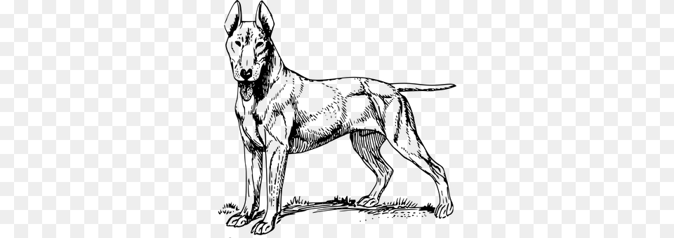 Dog Gray Png