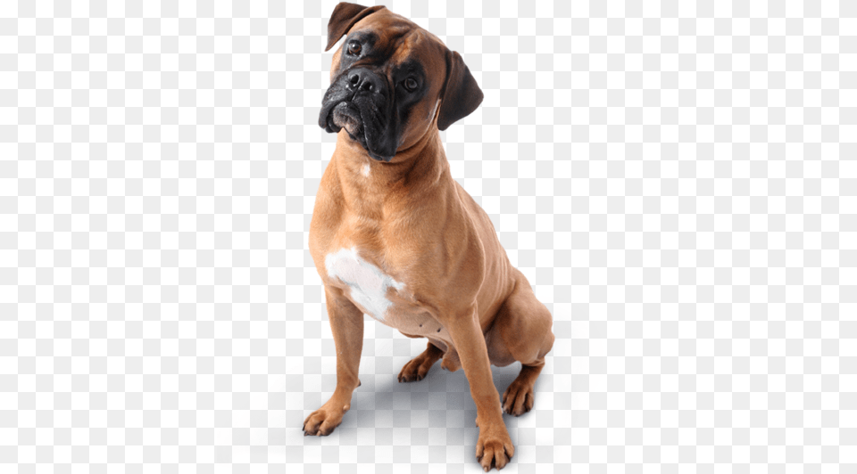 Dog, Animal, Boxer, Bulldog, Canine Free Png