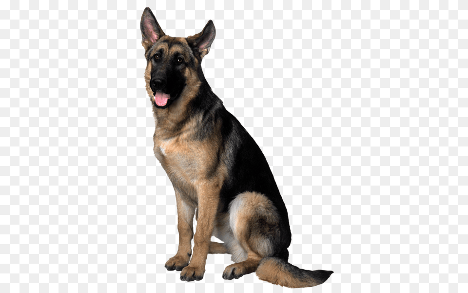 Dog, Animal, Canine, German Shepherd, Mammal Png