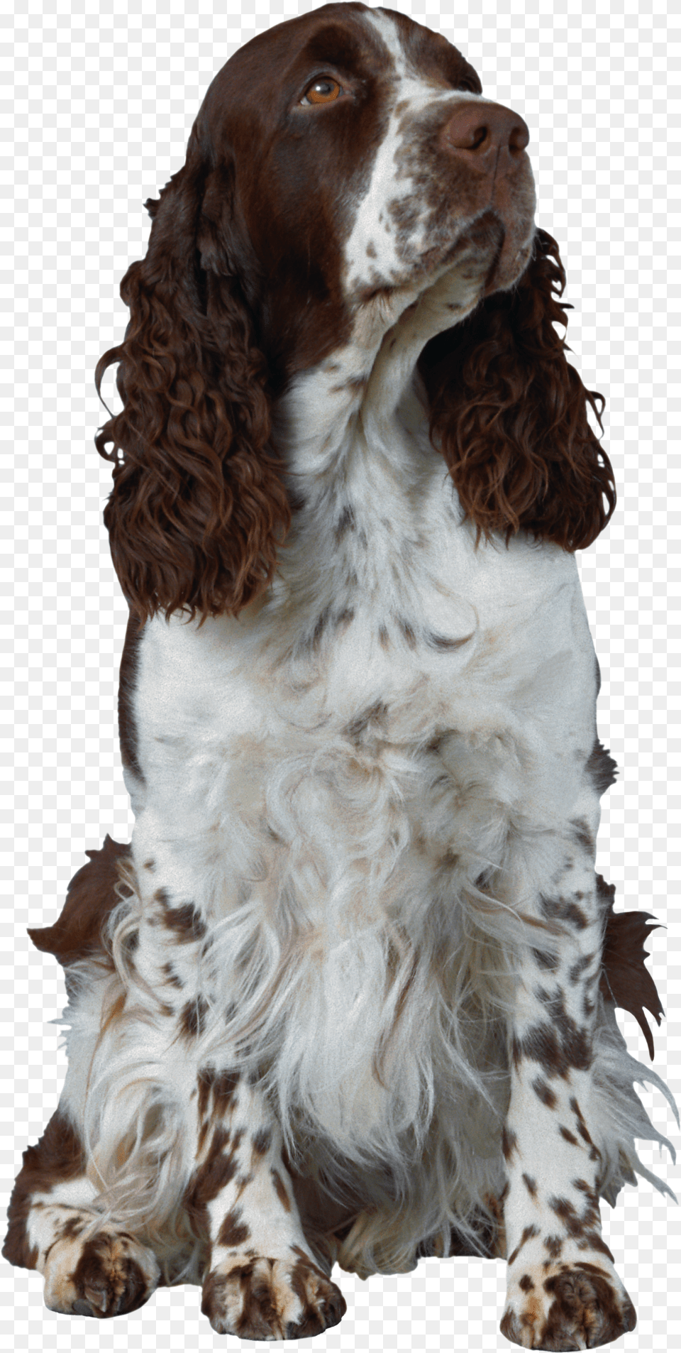 Dog, Animal, Canine, Cocker Spaniel, Mammal Png