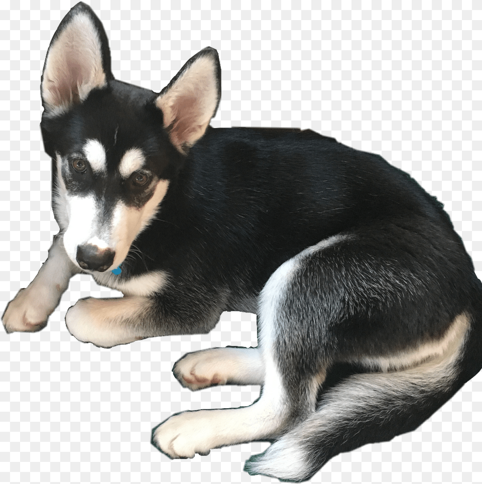 Dog, Animal, Canine, Husky, Mammal Png