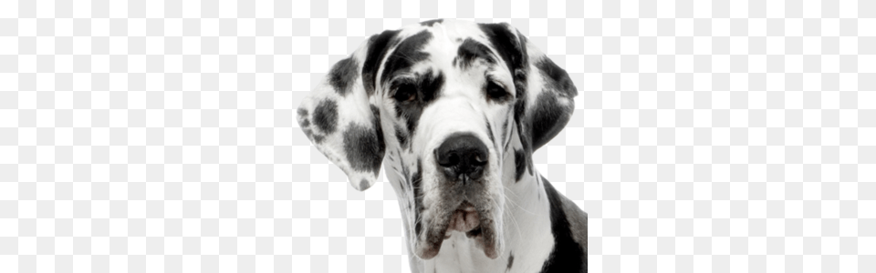 Dog, Animal, Canine, Mammal, Pet Free Png Download