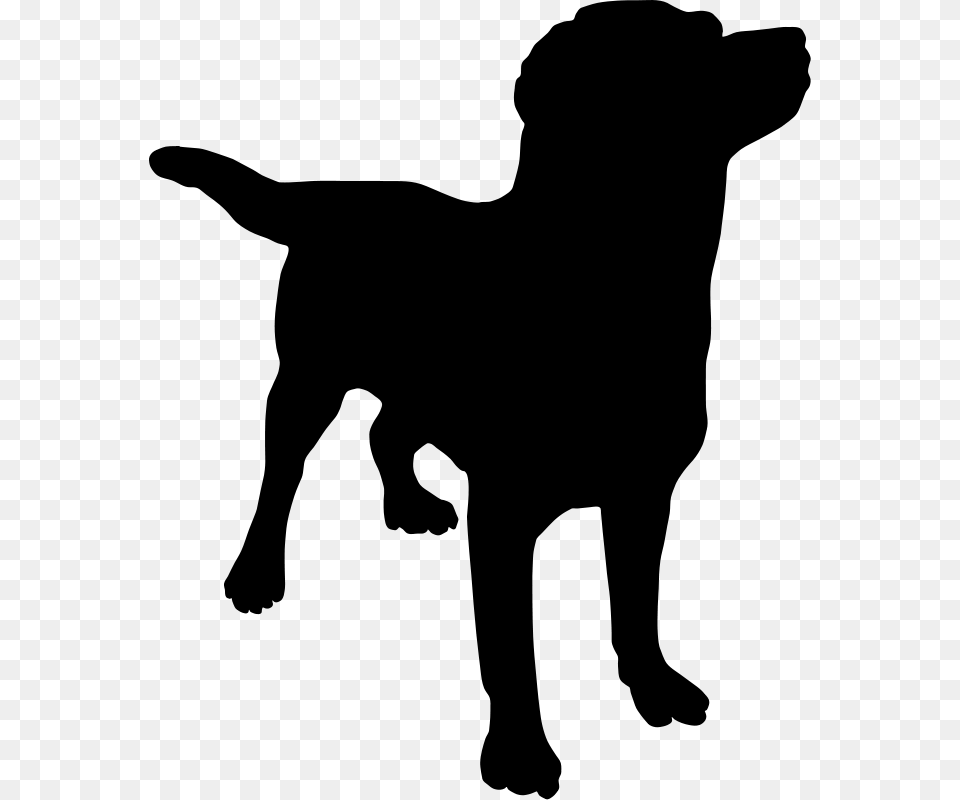 Dog, Gray Free Png