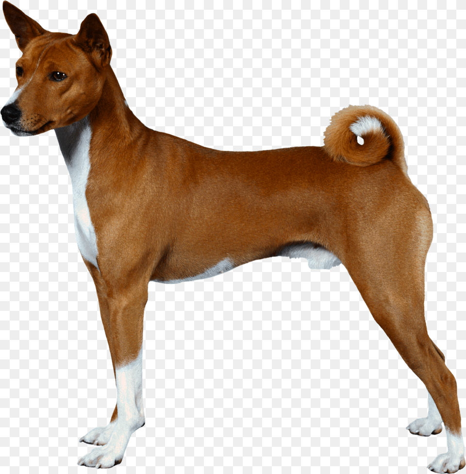 Dog, Animal, Canine, Mammal, Pet Png Image