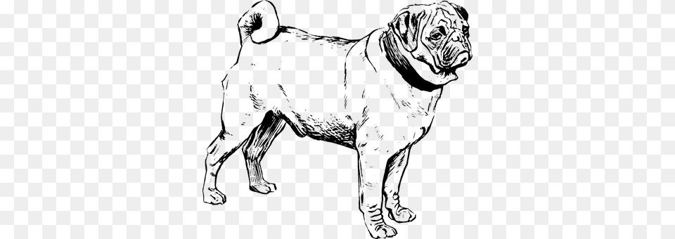 Dog Gray Free Transparent Png