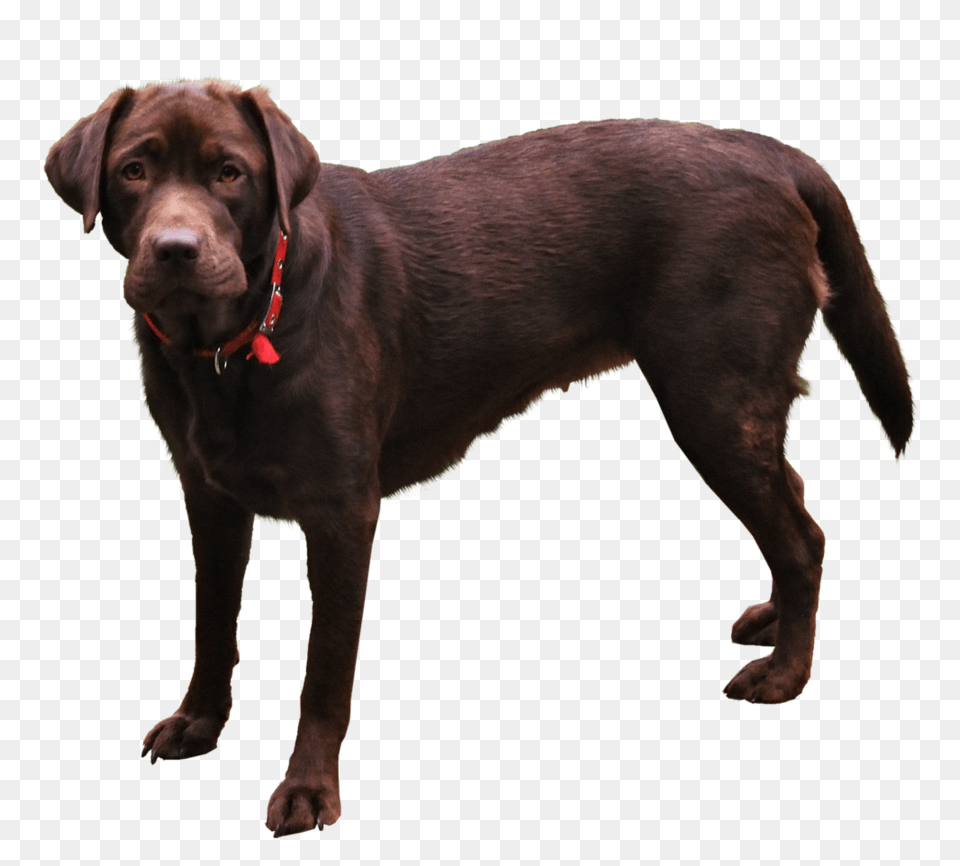 Dog, Animal, Canine, Labrador Retriever, Mammal Free Transparent Png