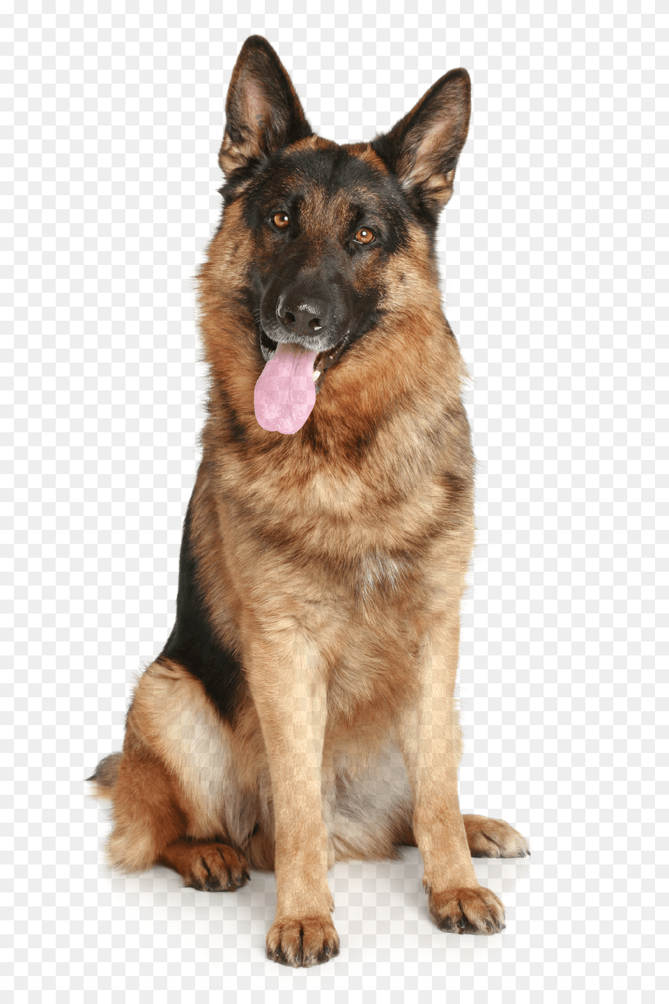 Dog, Animal, Canine, German Shepherd, Mammal Png Image
