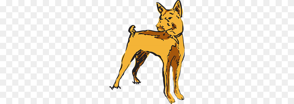 Dog Animal, Coyote, Mammal, Canine Free Png Download