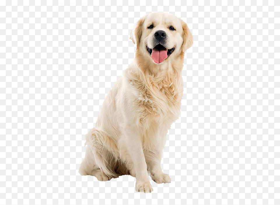Dog, Animal, Canine, Golden Retriever, Mammal Free Png Download