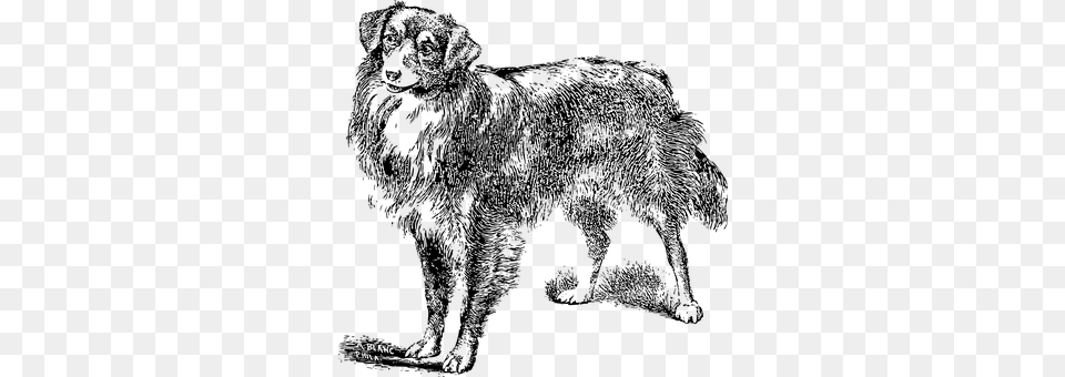 Dog Gray Free Png