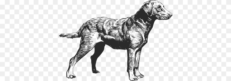 Dog Animal, Canine, Mammal, Pet Png Image