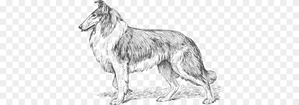 Dog Animal, Mammal, Wolf, Person Png Image