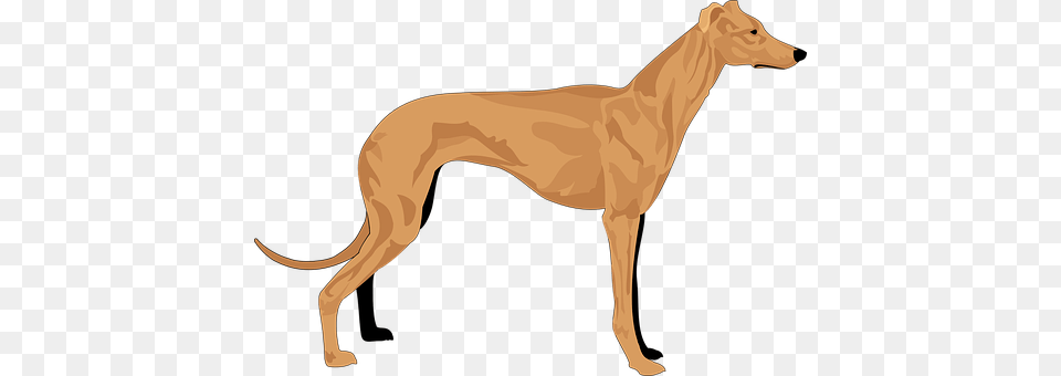 Dog Animal, Canine, Great Dane, Mammal Free Png