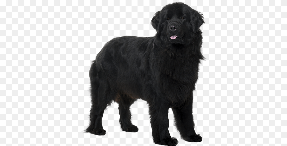 Dog, Animal, Canine, Mammal, Newfoundland Free Png Download