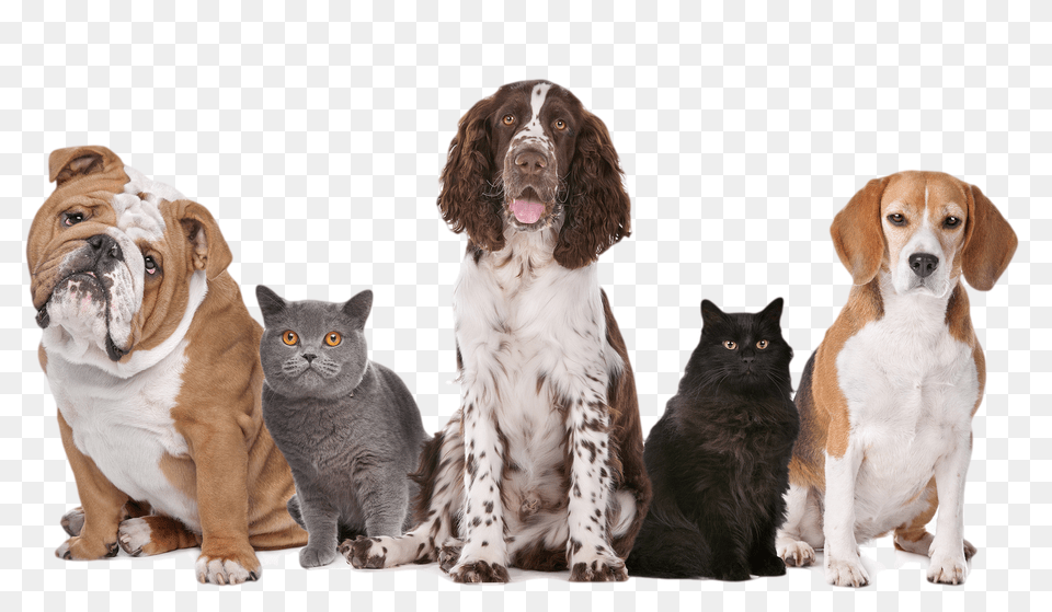 Dog, Animal, Canine, Mammal, Pet Free Png