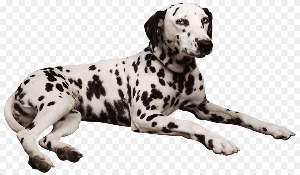 Dog, Animal, Canine, Mammal, Pet Free Png