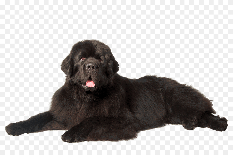 Dog, Animal, Canine, Mammal, Newfoundland Png Image