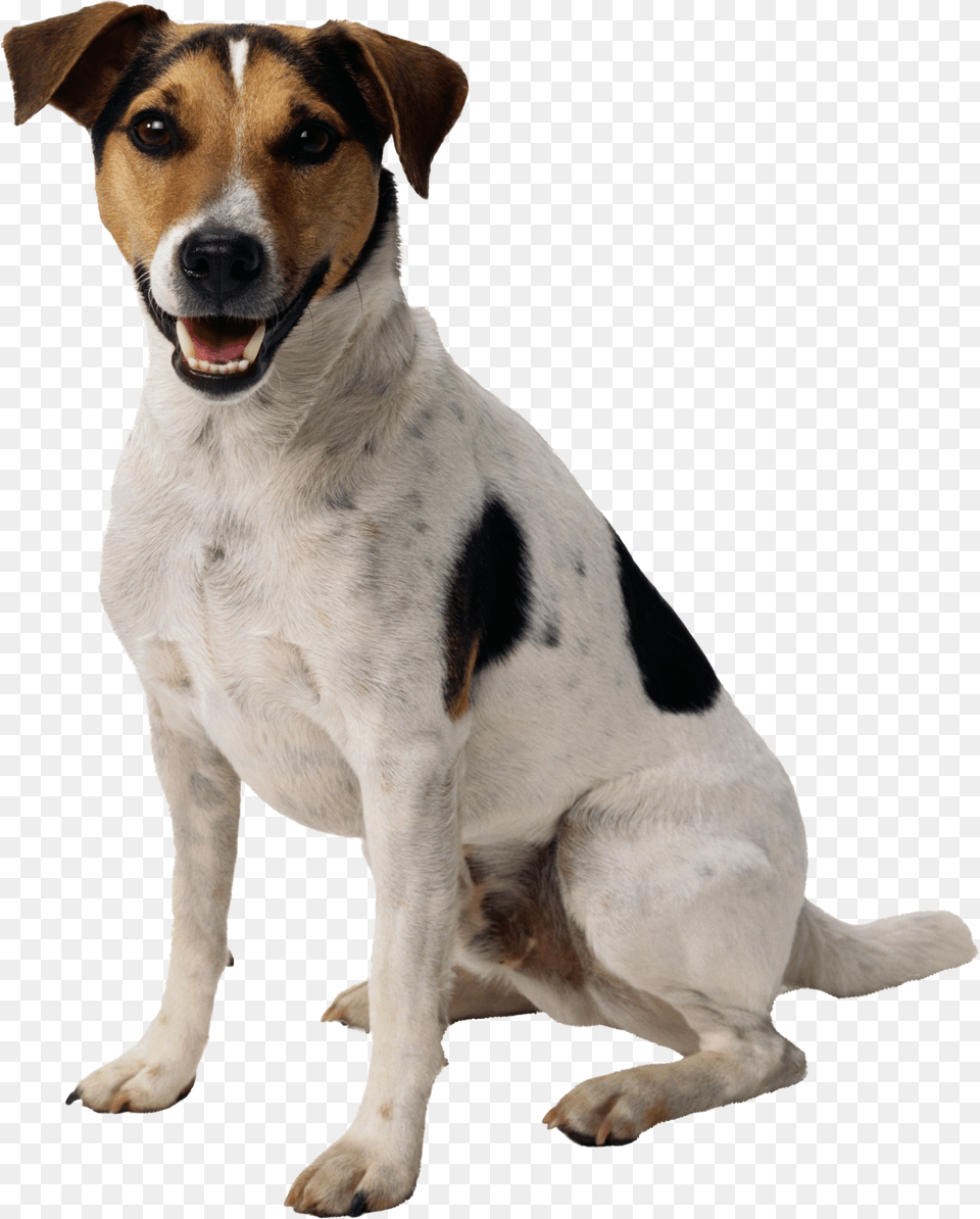 Dog, Animal, Canine, Hound, Mammal Free Png Download