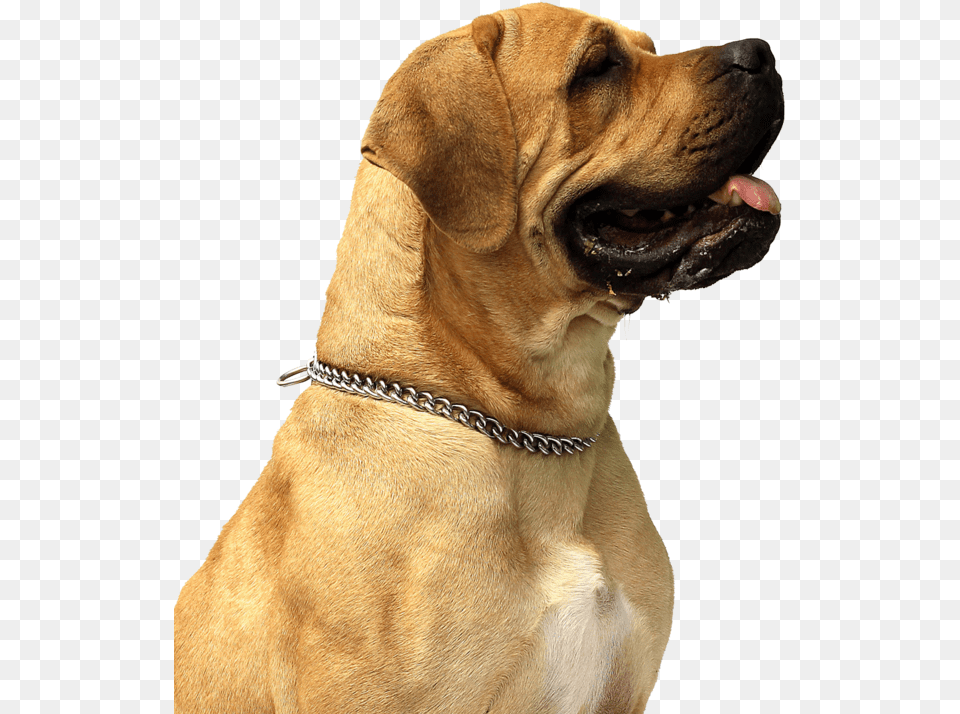 Dog, Animal, Canine, Mammal, Pet Png Image