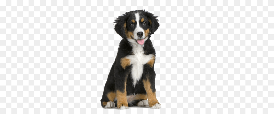 Dog, Animal, Canine, Mammal, Pet Png Image