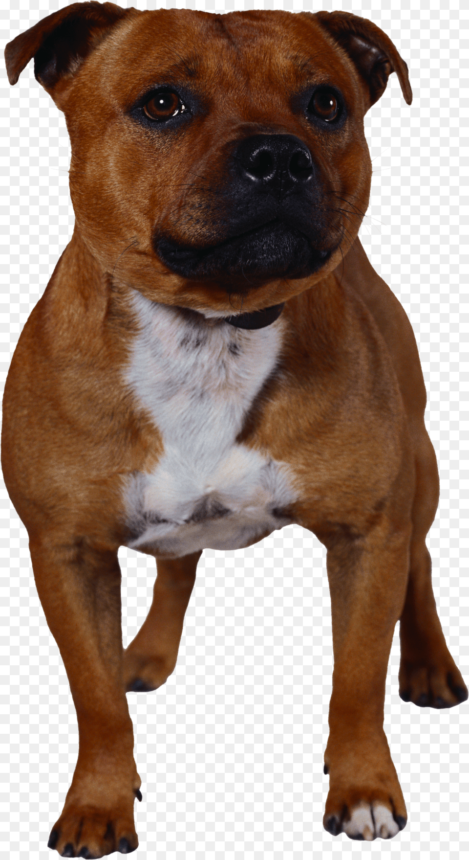 Dog, Animal, Boxer, Bulldog, Canine Free Png