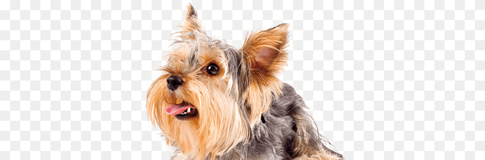 Dog, Animal, Canine, Mammal, Pet Free Png Download