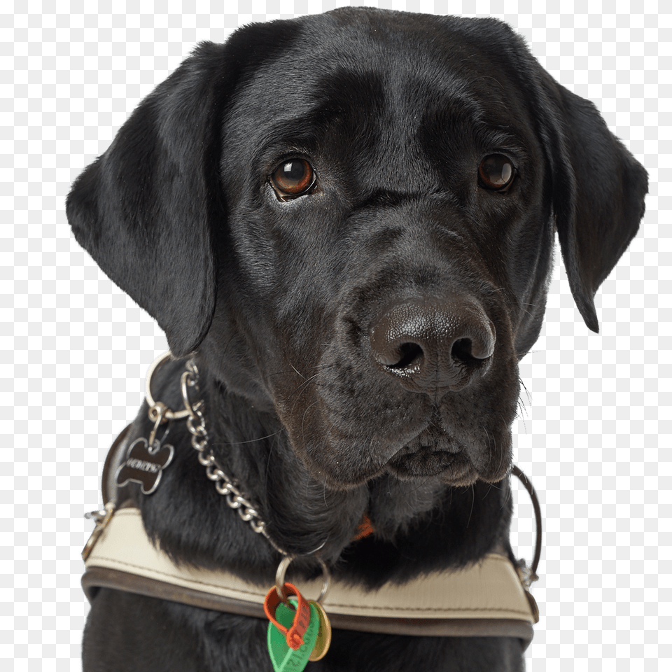 Dog, Animal, Canine, Labrador Retriever, Mammal Png Image