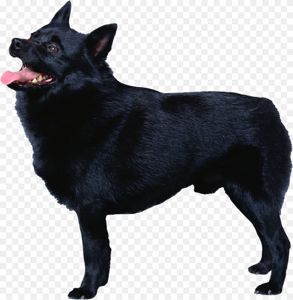 Dog, Animal, Canine, Mammal, Pet Free Png