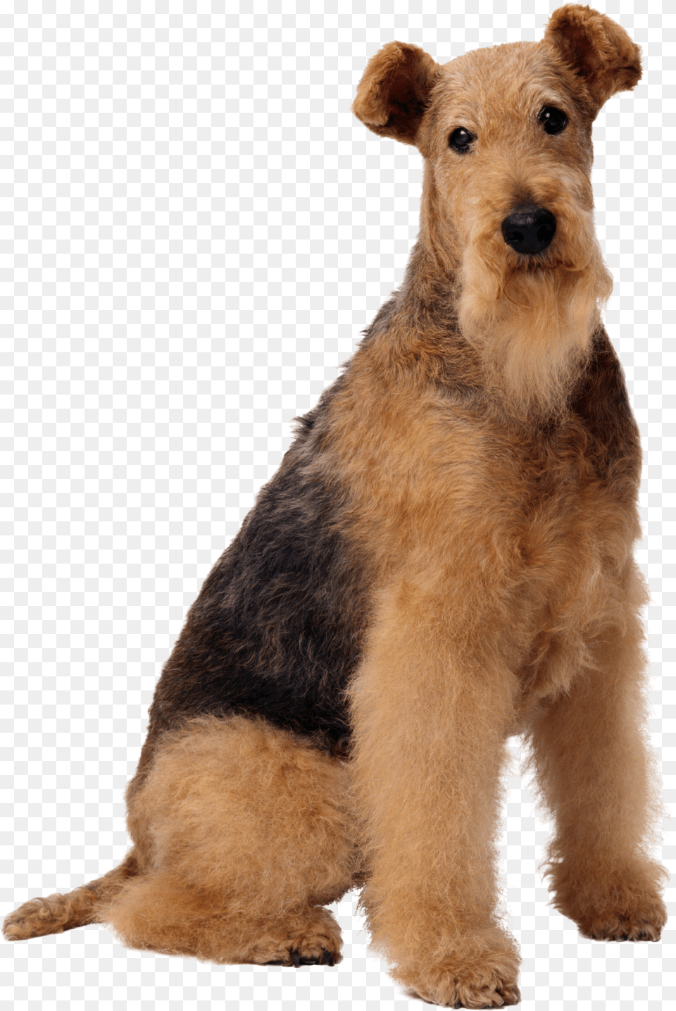 Dog, Adult, Person, Man, Male Png Image