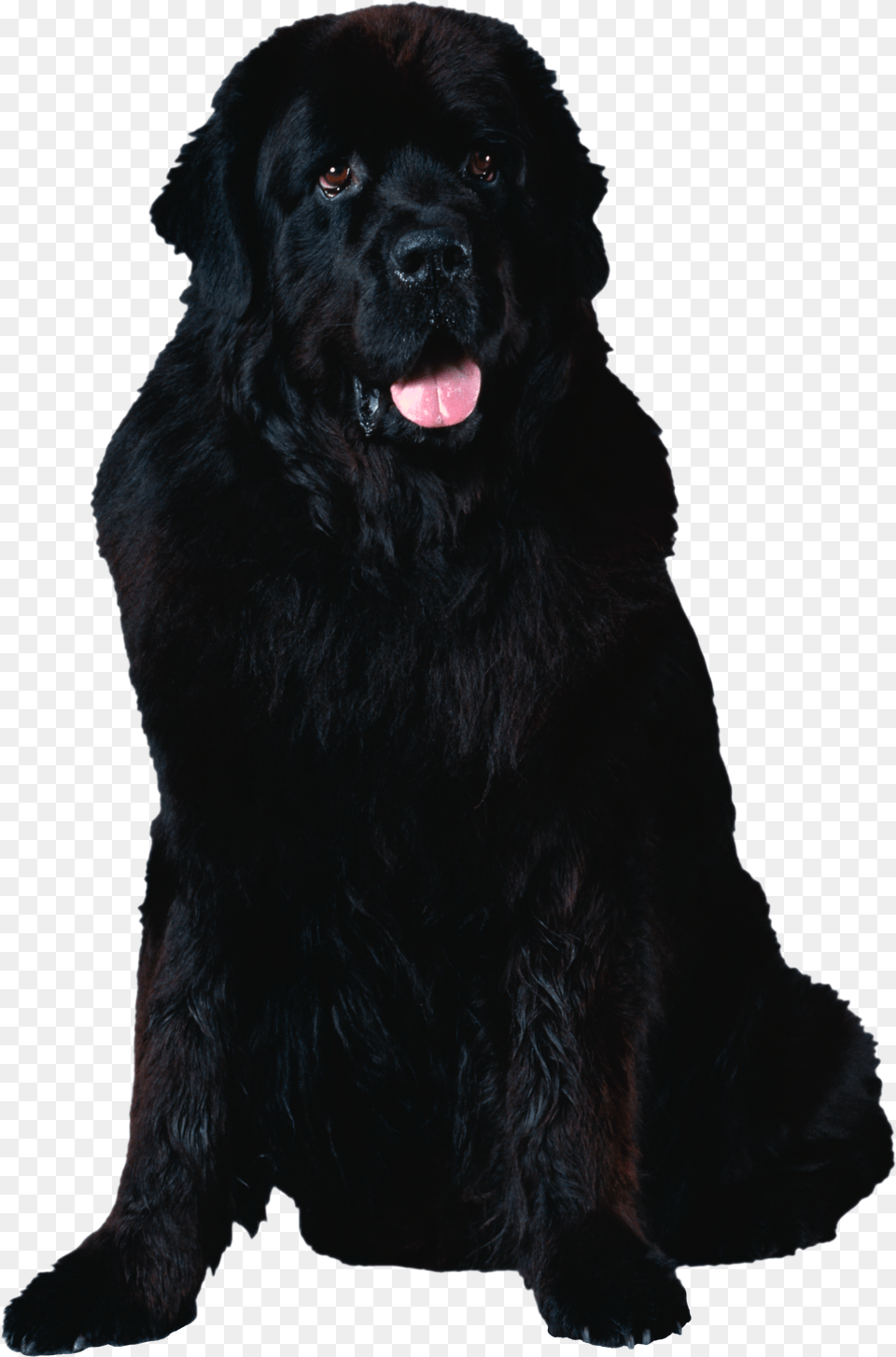 Dog, Animal, Canine, Mammal, Newfoundland Free Png Download