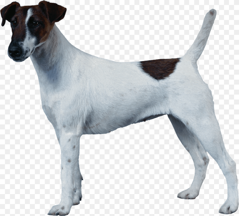 Dog, Mammal, Animal, Canine, Pointer Png Image
