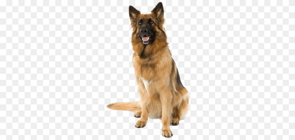 Dog, Animal, Canine, German Shepherd, Mammal Free Transparent Png