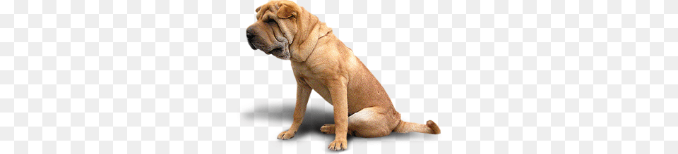 Dog, Animal, Canine, Mammal, Pet Free Png