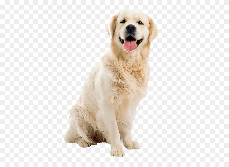 Dog, Animal, Canine, Golden Retriever, Mammal Free Png
