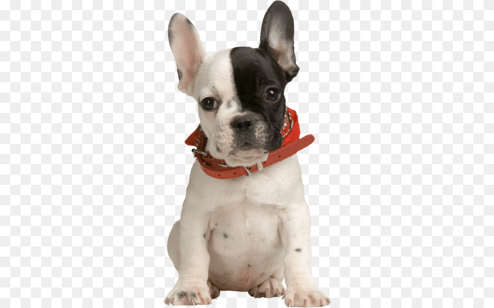 Dog, Animal, Bulldog, Canine, French Bulldog Free Png Download