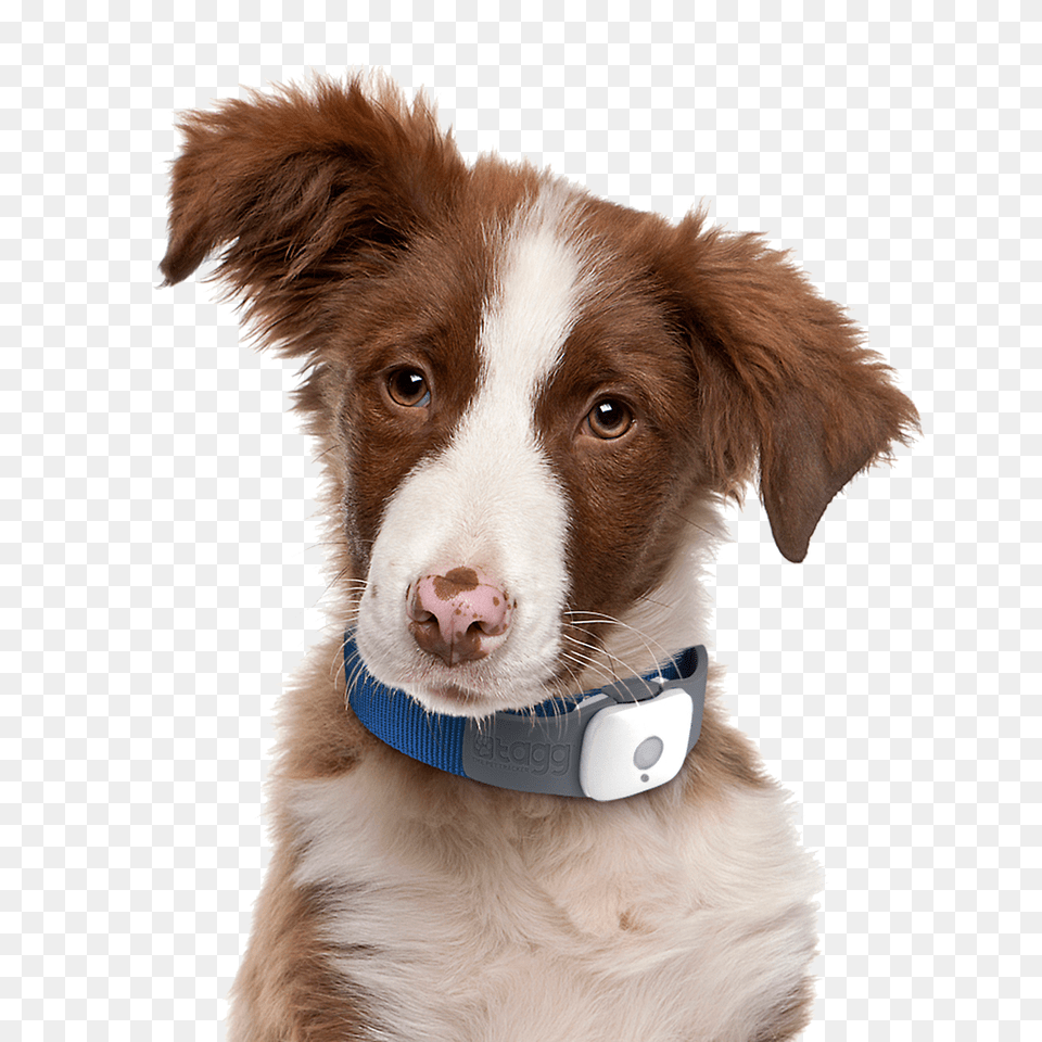 Dog, Animal, Canine, Mammal, Pet Png