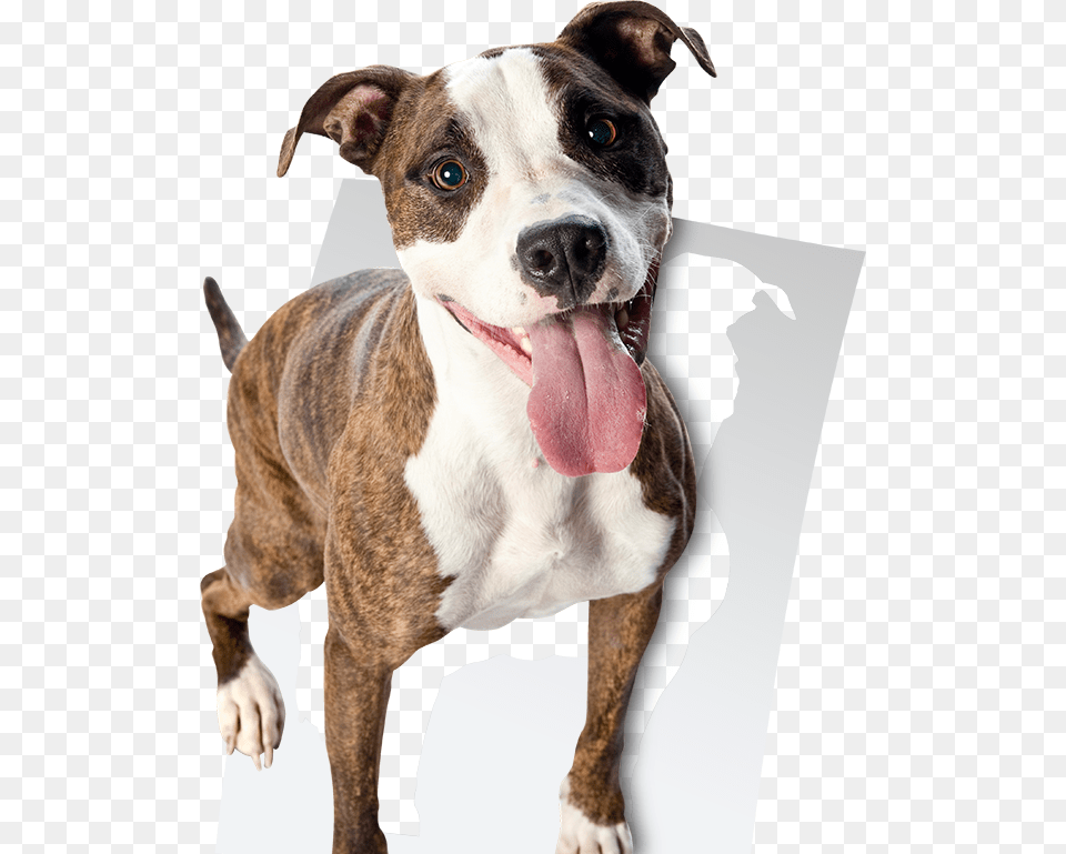 Dog American Staffordshire Terrier, Animal, Bulldog, Canine, Mammal Free Png Download