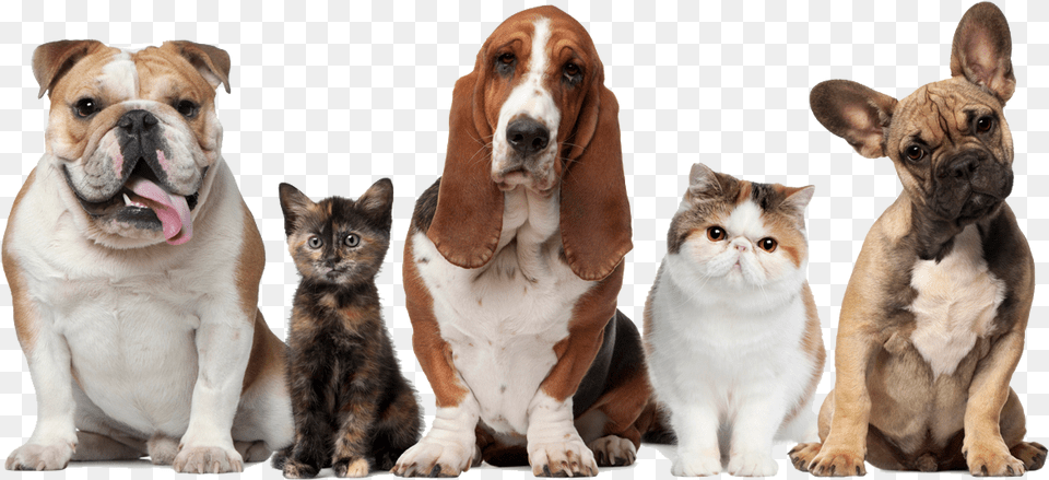 Dog Amp Cats, Animal, Canine, Mammal, Pet Free Png Download