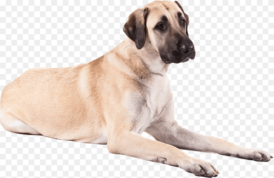 Dog Anatolian Shepherd, Animal, Canine, Mammal, Pet Png