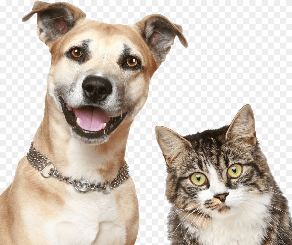 Dog And Cat, Accessories, Animal, Canine, Mammal Png Image