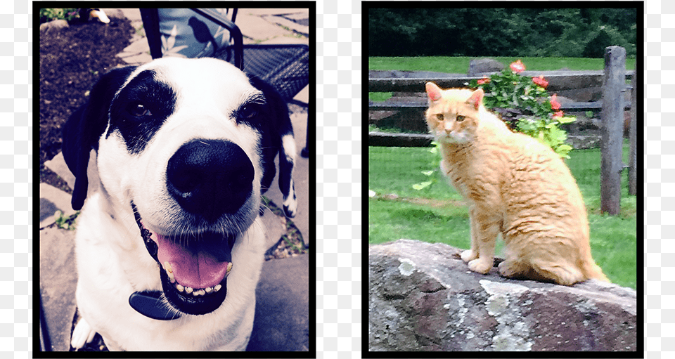 Dog And Cat Alopekis, Animal, Canine, Mammal, Pet Free Transparent Png